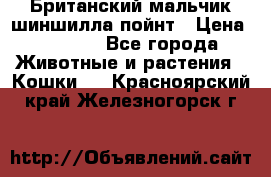 Британский мальчик шиншилла-пойнт › Цена ­ 5 000 - Все города Животные и растения » Кошки   . Красноярский край,Железногорск г.